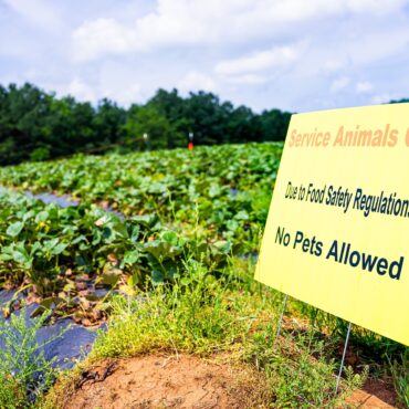 Blueberry Picking Places in Gilbert Town Arizona