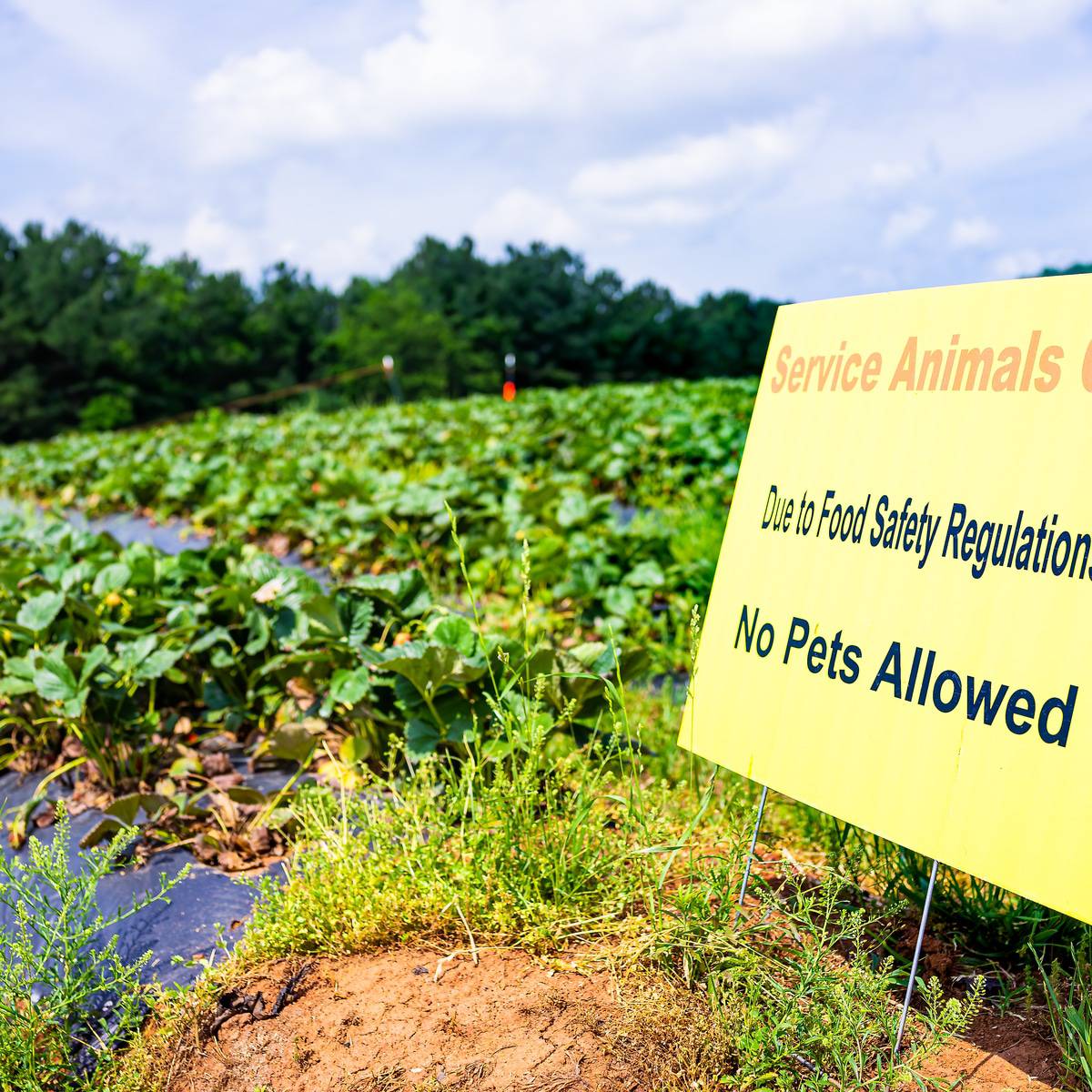 Blueberry Picking Places in Gilbert Town Arizona