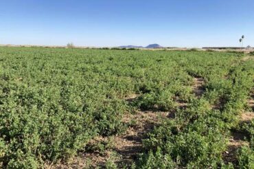 Blueberry Picking Places in Goodyear Arizona