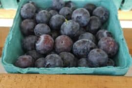 Blueberry Picking Places in Hemet California