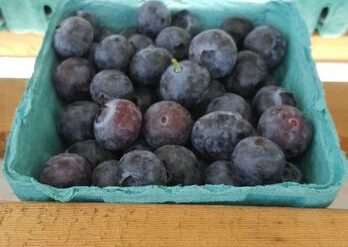 Blueberry Picking Places in Hemet California