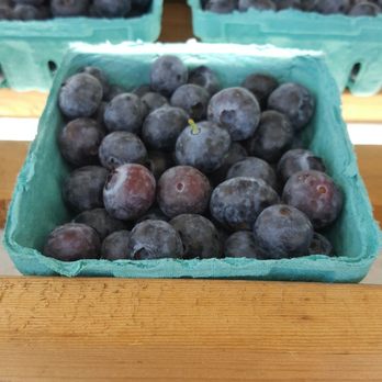 Blueberry Picking Places in Hemet California