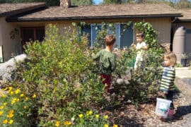 Blueberry Picking Places in Hesperia California