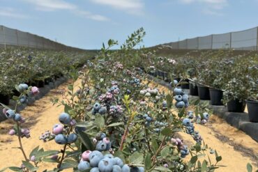 Blueberry Picking Places in Jurupa Valley California