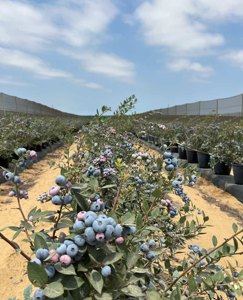 Blueberry Picking Places in Jurupa Valley California