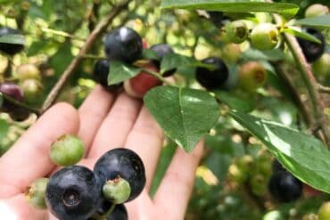 Blueberry Picking Places in Kallang