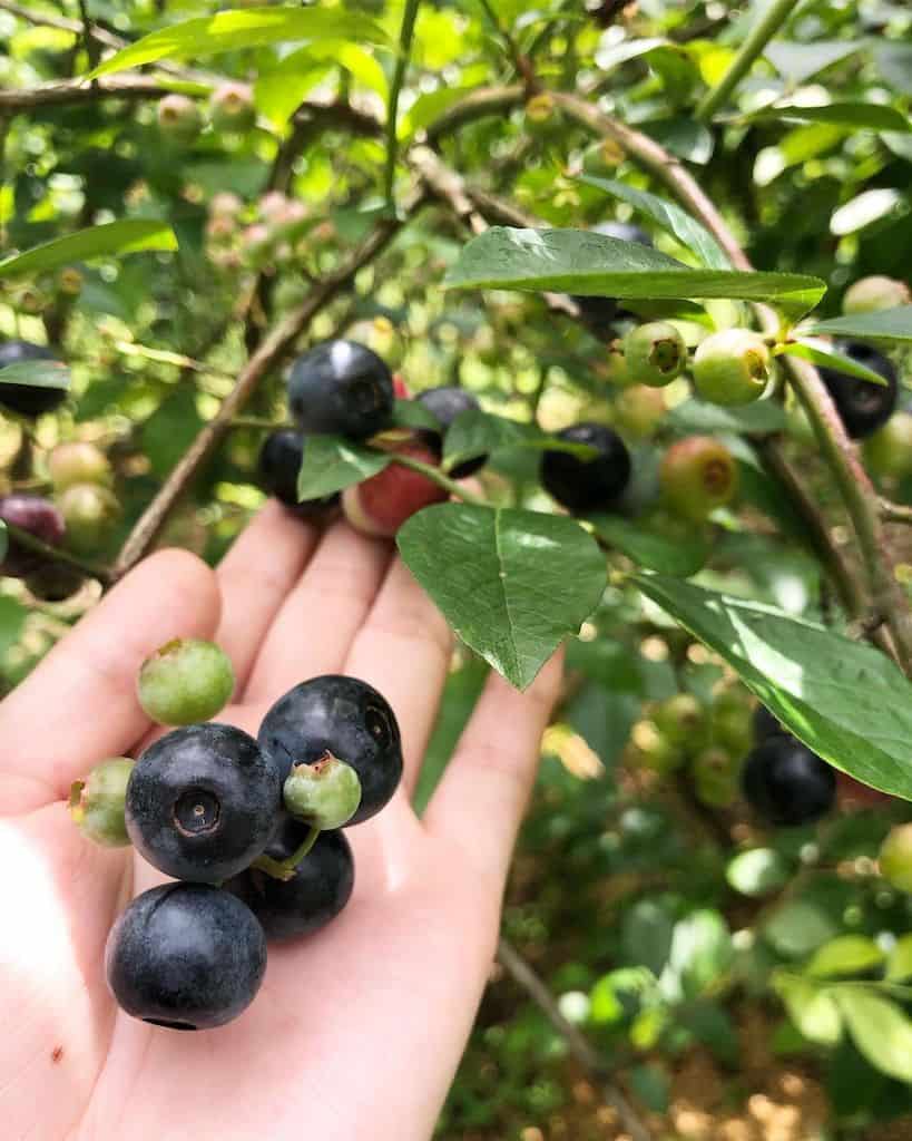 Blueberry Picking Places in Kallang