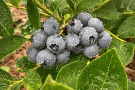 Blueberry Picking Places in Kansas City Kansas