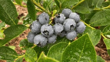 Blueberry Picking Places in Kansas City Kansas