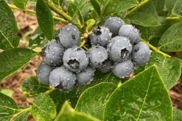 Blueberry Picking Places in Kansas City Kansas