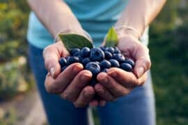 Blueberry Picking Places in Lancaster California