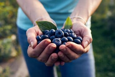 Blueberry Picking Places in Lancaster California