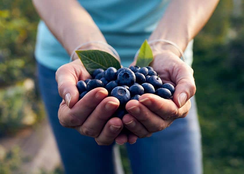 Blueberry Picking Places in Lancaster California