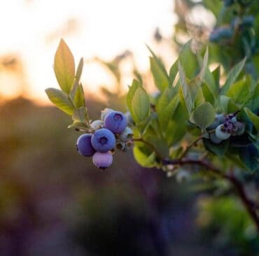 Blueberry Picking Places in Lodi California