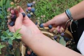 Blueberry Picking Places in Longview Texas