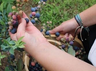 Blueberry Picking Places in Longview Texas