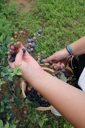 Blueberry Picking Places in Longview Texas