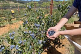 Blueberry Picking Places in Madera California