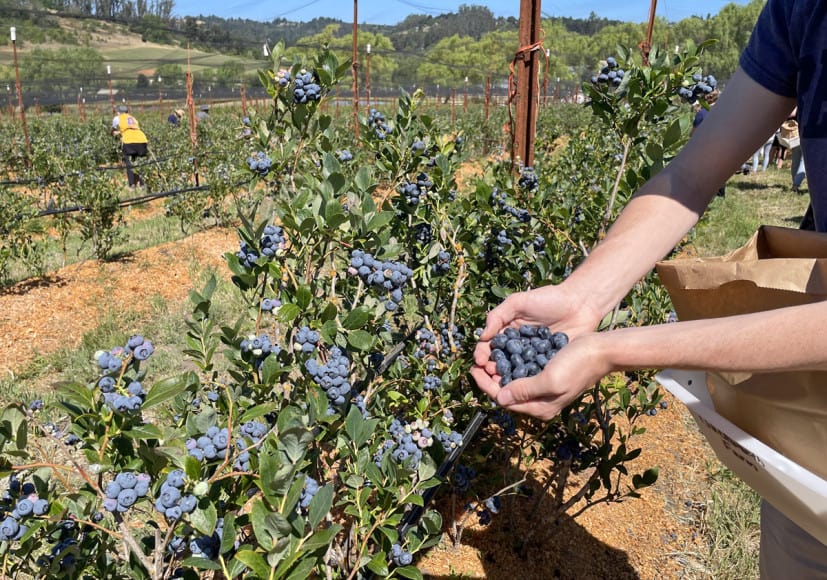 Blueberry Picking Places in Madera California