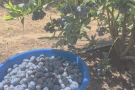 Blueberry Picking Places in Manteca California