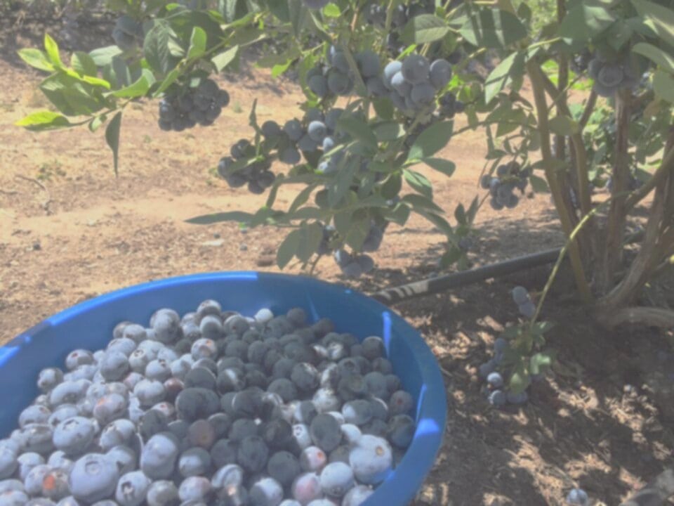 Blueberry Picking Places in Manteca California