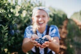 Blueberry Picking Places in Marysville Washington