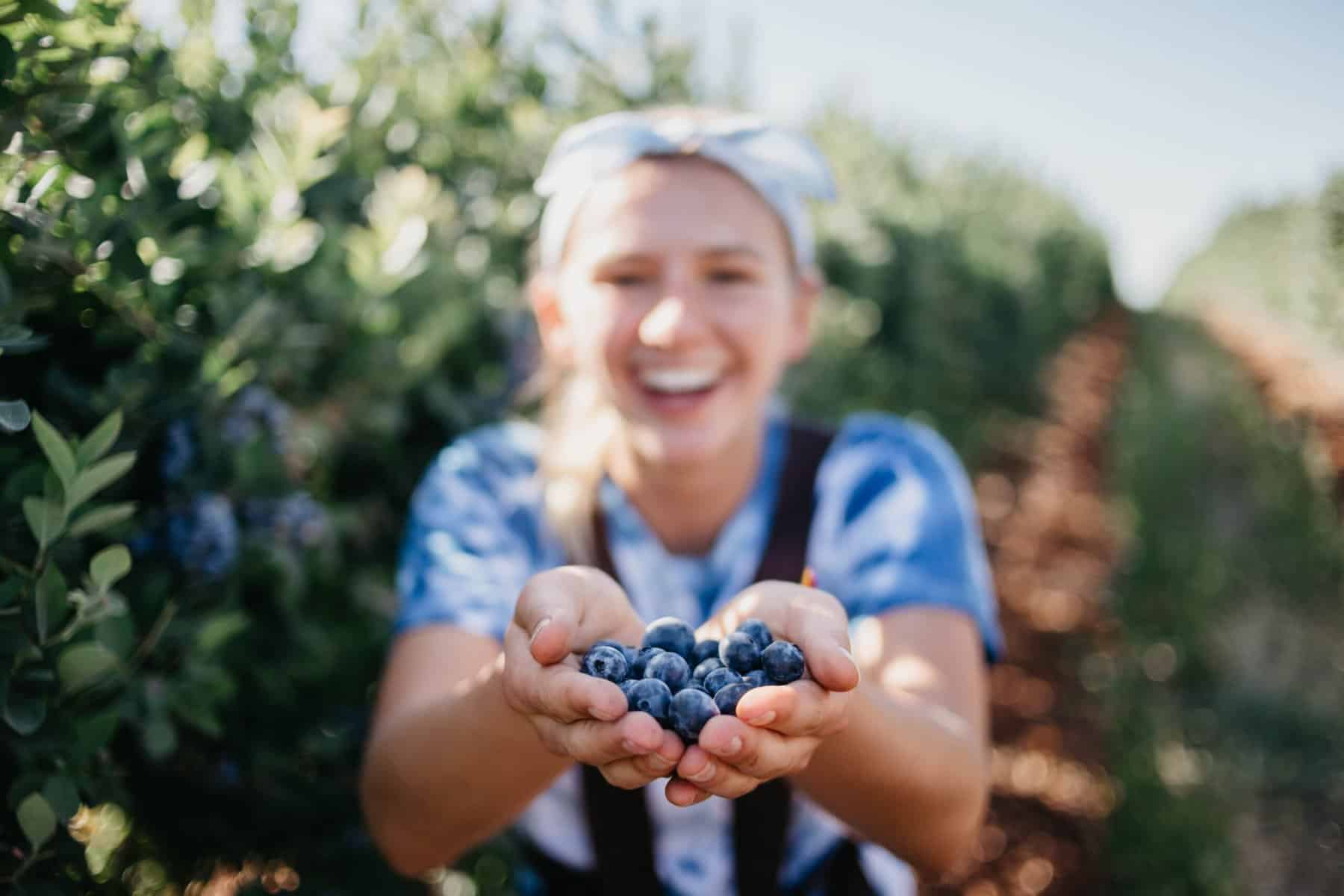 Blueberry Picking Places in Marysville Washington