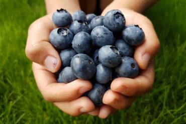 Blueberry Picking Places in McKinney Texas