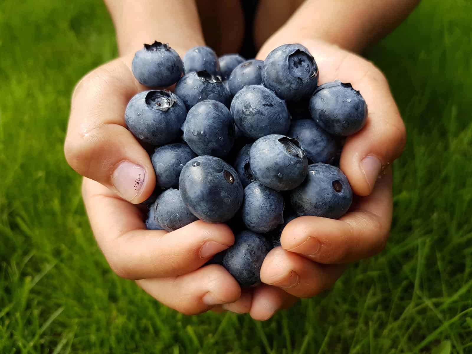 Blueberry Picking Places in McKinney Texas