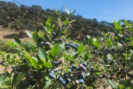 Blueberry Picking Places in Merced California