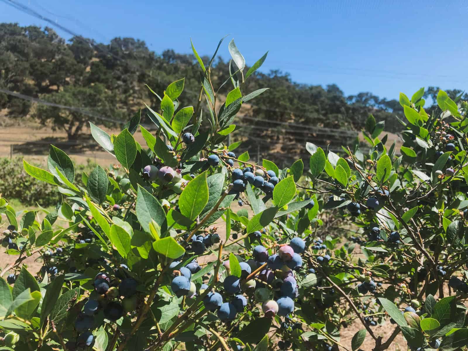 Blueberry Picking Places in Merced California