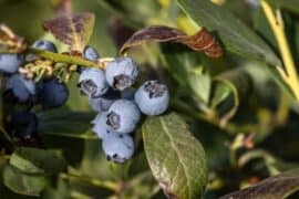 Blueberry Picking Places in Mesa Arizona