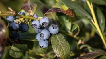 Blueberry Picking Places in Mesa Arizona