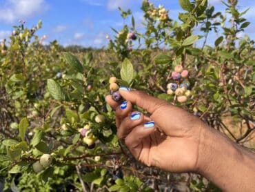 Blueberry Picking Places in Midland Texas