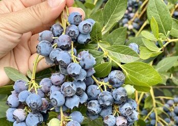 Blueberry Picking Places in Modesto California