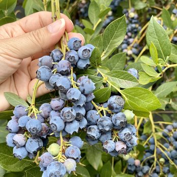 Blueberry Picking Places in Modesto California