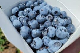 Blueberry Picking Places in Murrieta California