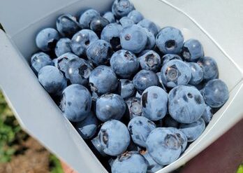 Blueberry Picking Places in Murrieta California