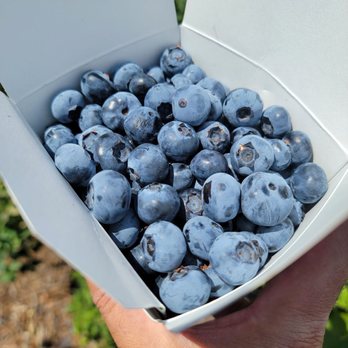 Blueberry Picking Places in Murrieta California