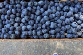 Blueberry Picking Places in Napa California