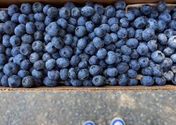 Blueberry Picking Places in Napa California