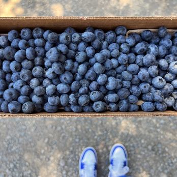 Blueberry Picking Places in Napa California