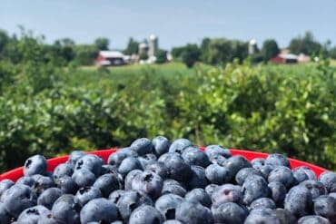 Blueberry Picking Places in North New Territories