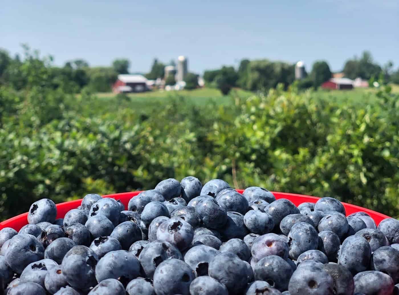 Blueberry Picking Places in North New Territories