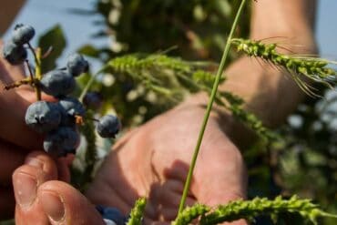 Blueberry Picking Places in Oceanside California