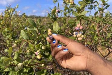 Blueberry Picking Places in Odessa Texas