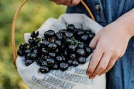 Blueberry Picking Places in Ogden Utah