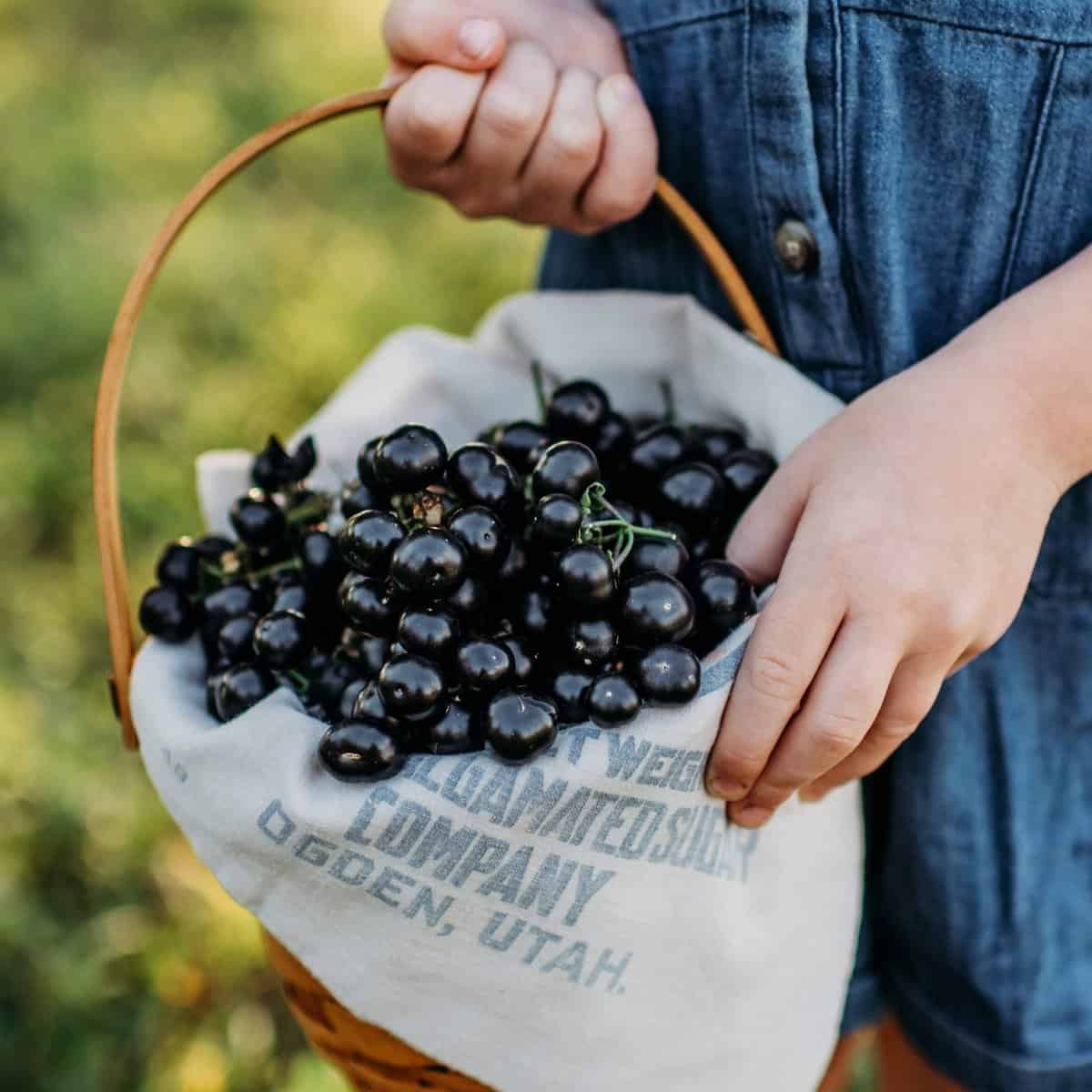 Blueberry Picking Places in Ogden Utah