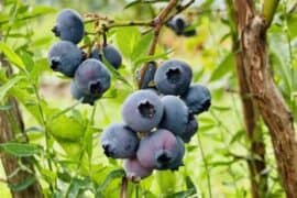 Blueberry Picking Places in Olathe Kansas