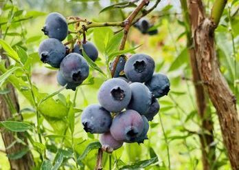 Blueberry Picking Places in Olathe Kansas